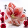 Van Zyverden Amaryllis Red Popov Flower Bulb With Artisan Decorative Planter