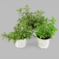 Burpee Herb 'Chocolate Mint' 1pc Seasonal Grown In All U.S.D.A. Hardiness Zones National Plant Network 4"