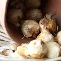 25ct Grape Hyacinths Comosum Bulbs - Van Zyverden -Outdoor Garden Store GUEST 0adf20d9 c78d 4995 96eb 8be6c1efe27f