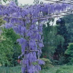 Wisteria 'Blue' 1pc U.S.D.A. Hardiness Zones 3-9 National Plant Network 2.5qt -Outdoor Garden Store GUEST 0ebe004b 271e 45fe b0b5 124d25dbc6c8