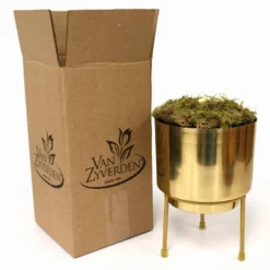 Amaryllis Pink Flush Preplanted Bulb With Brass Finish Iron Planter And Stand - Van Zyverden -Outdoor Garden Store GUEST 1976adca c0b5 4155 aa63 622557875730