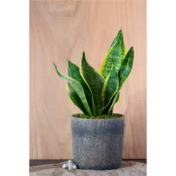Live Sansevieria Snake Plant In Repose Rustic Stone Planter 6 Live Sansevieria Snake Plant In Repose Rustic Stone Planter -Outdoor Garden Store GUEST 1f3d6ce4 2a9d 4cda 9eea 4c6bdee648bd