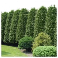 Cypress 'Leyland' 1pc - National Plant Network U.S.D.A Hardiness Zone 5-9 - 2.5 Quart -Outdoor Garden Store GUEST 202d0517 5d47 464c b9a1 f897aacd94da