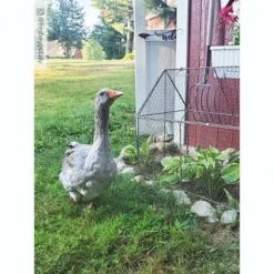 Gardener’s Supply Company Chicken Wire Crop Coop | Protection Against Birds And Wild Animals | Rust- Resistant With Easy-Access Roof Panel For Quick -Outdoor Garden Store GUEST 2e222d4e 8228 483e bc2b 5bb34a7e99c6