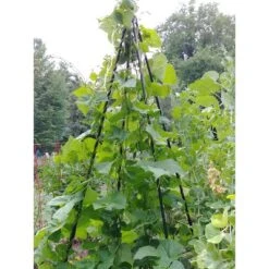 Titan Teepee Trellis Large Lightweight Metal Garden Trellis For Climbing Plants And Flowers - Gardener's Supply Company 7 Titan Teepee Trellis Large Lightweight Metal Garden Trellis For Climbing Plants And Flowers - Gardener's Supply Company -Outdoor Garden Store GUEST 3687961f 9346 491c be00 e6385f0f2788