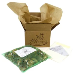 Set Of 3 Allium Schubertii Bulbs - Van Zyverden 10 Set Of 3 Allium Schubertii Bulbs - Van Zyverden -Outdoor Garden Store GUEST 3ec89b3a 67aa 458a bc1b 0e64f312c218