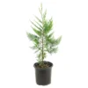 Cypress 'Leyland' 1pc - National Plant Network U.S.D.A Hardiness Zone 5-9 - 2.5 Quart