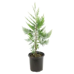 Cypress 'Leyland' 1pc - National Plant Network U.S.D.A Hardiness Zone 5-9 - 2.5 Quart