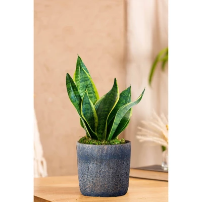 Live Sansevieria Snake Plant In Repose Rustic Stone Planter 1 Live Sansevieria Snake Plant In Repose Rustic Stone Planter