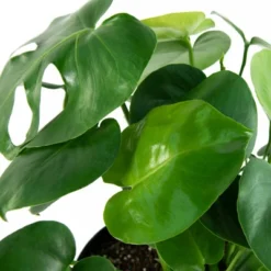 10" Monstera Swiss Cheese Plant - National Plant Network