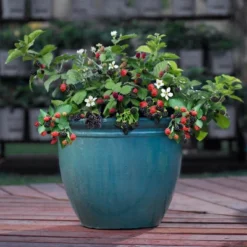 Bushel And Berry Blackberry 'Baby Cakes' 1pc Seasonal U.S.D.A. Hardiness Zones 4-8 National Plant Network 2.5qt -Outdoor Garden Store GUEST 468b902f f2d1 482e b798 16d556281000
