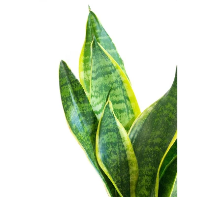 Live Sansevieria Snake Plant In Repose Rustic Stone Planter 2 Live Sansevieria Snake Plant In Repose Rustic Stone Planter - Image 2