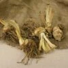 Bearded Iris Best Bet Set Of 3 Roots - White/Purple - Van Zyverden
