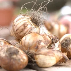 Narcissus Golden Bells Set Of 25 Bulbs - Yellow - Van Zyverden