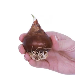 6ct Amaryllis And Paperwhite Trio Pack Kits With Artisan Decorative Planters - Van Zyverden -Outdoor Garden Store GUEST 55240d02 ddde 4804 843e 7938992623b5 2