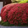 2.5qt Girard Crimson Azalea Plant With Red Blooms - National Plant Network