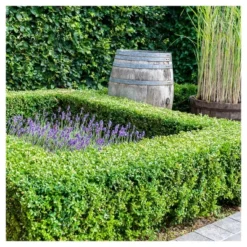 Boxwood 'Wintergreen' U.S.D.A. Hardiness Zones 4-9 Cottage Hill