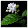 Arabian Jasmine Sambac - National Plant Network