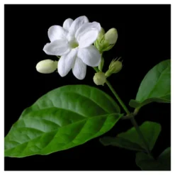 Arabian Jasmine Sambac - National Plant Network