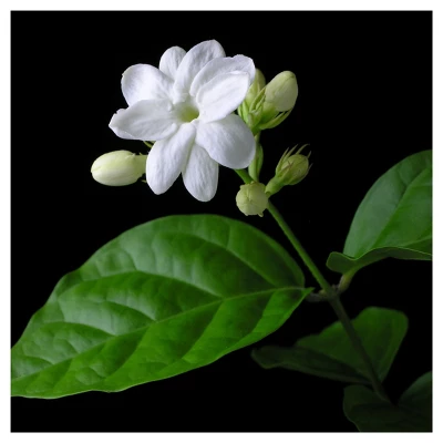 Arabian Jasmine Sambac - National Plant Network 1 Arabian Jasmine Sambac - National Plant Network