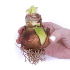 Van Zyverden Amaryllis White Christmas Gift Flower Bulb With Artisan Decorative Planter 5 Van Zyverden Amaryllis White Christmas Gift Flower Bulb With Artisan Decorative Planter -Outdoor Garden Store GUEST 600e2570 7273 44d4 a410 4ad4f3dec2d8 1