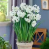 25ct Paperwhites Bulbs - Van Zyverden