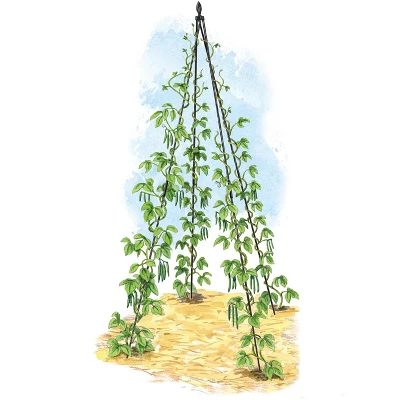 Titan Teepee Trellis Large Lightweight Metal Garden Trellis For Climbing Plants And Flowers - Gardener's Supply Company 1 Titan Teepee Trellis Large Lightweight Metal Garden Trellis For Climbing Plants And Flowers - Gardener's Supply Company