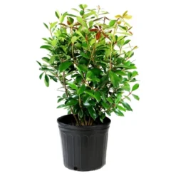 Cleyera Japonica 1pc - National Plant Network U.S.D.A Hardiness Zone 7-9 - 2.5 Quart