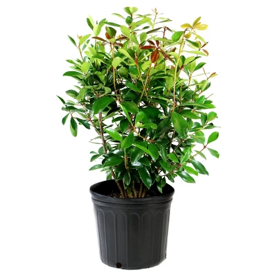 Cleyera Japonica 1pc - National Plant Network U.S.D.A Hardiness Zone 7-9 - 2.5 Quart 1 Cleyera Japonica 1pc - National Plant Network U.S.D.A Hardiness Zone 7-9 - 2.5 Quart