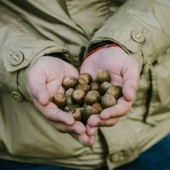 2.25gal Nutall Oak Tree - National Plant Network -Outdoor Garden Store GUEST 6c0a22a9 39c6 42a4 8e62 3752b5b51ed1