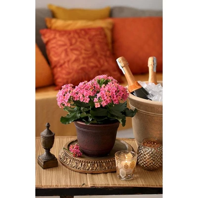 The HC Companies 13 Inch Sierra Round Nordic Traditional Durable Plastic Indoor Outdoor Home Planter Pot For Garden Plants And Flowers 2 The HC Companies 13 Inch Sierra Round Nordic Traditional Durable Plastic Indoor Outdoor Home Planter Pot For Garden Plants And Flowers - Image 2