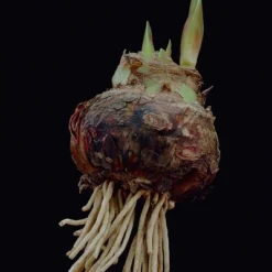 Van Zyverden Amaryllis Red Popov Flower Bulb With Artisan Decorative Planter -Outdoor Garden Store GUEST 7580982a c45e 49ec bd7b d08b77e0a4e1