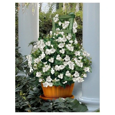 Arabian Jasmine Sambac - National Plant Network 2 Arabian Jasmine Sambac - National Plant Network - Image 2