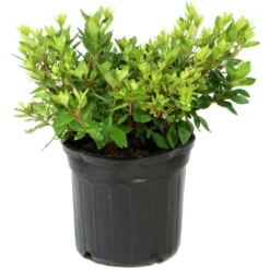 2.25gal Pleasant White Azalea Plant With White Blooms - National Plant Network