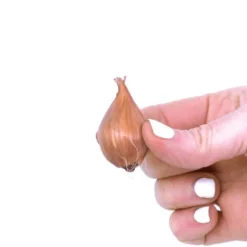 25ct Dutch Iris Blue Ribbon Bulbs - Van Zyverden -Outdoor Garden Store GUEST 7fc8e75a 04a9 4a9a 9684 020c159f42eb