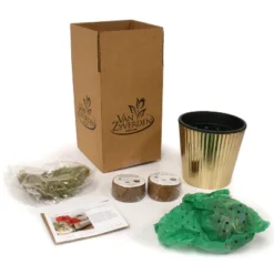 Amaryllis Kit Red Lion With Iron Brass Fluted Planter - Van Zyverden -Outdoor Garden Store GUEST 8237be2b a7a5 4a9c afd1 1c00e129b095