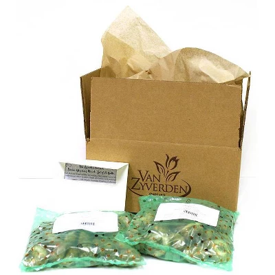 50ct Wind Flowers Anemone Blanda Mixed Bulbs - Van Zyverden 2 50ct Wind Flowers Anemone Blanda Mixed Bulbs - Van Zyverden - Image 2