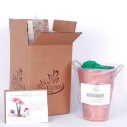 Van Zyverden Amaryllis Red Popov Flower Bulb With Artisan Decorative Planter -Outdoor Garden Store GUEST 88850e9d 516b 40d0 9415 49799eb90ad0