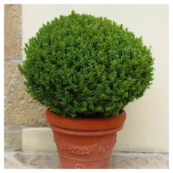 Boxwood 'Wintergreen' U.S.D.A. Hardiness Zones 4-9 Cottage Hill -Outdoor Garden Store GUEST 90f88a2e 7d6d 42f7 bfa2 df3945b11d6e