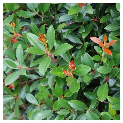 Cleyera Japonica 1pc - National Plant Network U.S.D.A Hardiness Zone 7-9 - 2.5 Quart 2 Cleyera Japonica 1pc - National Plant Network U.S.D.A Hardiness Zone 7-9 - 2.5 Quart - Image 2