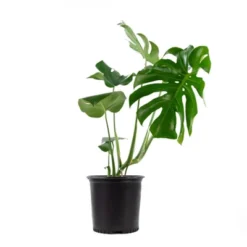 10" Monstera Swiss Cheese Plant - National Plant Network -Outdoor Garden Store GUEST 95565701 2830 41e3 9789 184fd33ec6d9