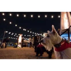 12ct Seasons Wi-Fi Classic Café Outdoor String Lights - Black Wire - Enbrighten -Outdoor Garden Store GUEST 9717ec51 a462 4b5a 8fba 8e5e00845df1