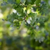 2.25gal Nutall Oak Tree - National Plant Network