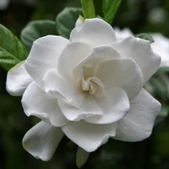 Gardenia 'Radicans' 1pc U.S.D.A. Hardiness Zones 7-11 National Plant Network 2.5qt -Outdoor Garden Store GUEST 9a23d848 7add 4061 8846 e54f20a4e4df