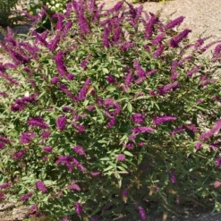 2.5qt 'RoyalRazz' Buddleia Plant With Purple Blooms - National Plant Network -Outdoor Garden Store GUEST 9cb13bf3 c3f2 4590 bd3d 95d4ae928e29
