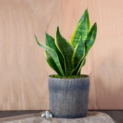 Live Sansevieria Snake Plant In Repose Rustic Stone Planter 7 Live Sansevieria Snake Plant In Repose Rustic Stone Planter -Outdoor Garden Store GUEST a03b544f 731f 4bcb 8003 25dd61d2e3b6