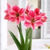 Van Zyverden Amaryllis Pink Gervase Flower Bulb