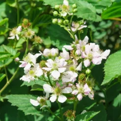Bushel And Berry Blackberry 'Baby Cakes' 1pc Seasonal U.S.D.A. Hardiness Zones 4-8 National Plant Network 2.5qt -Outdoor Garden Store GUEST a748c794 a29f 42a9 a7db 6b49e510f7d0