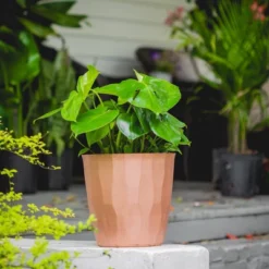 10" Monstera Swiss Cheese Plant - National Plant Network -Outdoor Garden Store GUEST a78ead8f 0dec 47a1 a2d2 0a50e0f61168