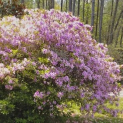 Encore Azalea Autumn 'Twist' 3gal U.S.D.A. Hardiness Zones 6-10 - 1pc - National Plant Network